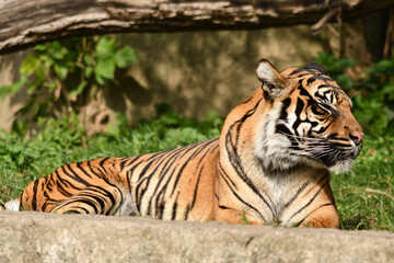 Tygrys sumatrzański - Ratu z Warszawskiego Zoo © Pit75Wawa