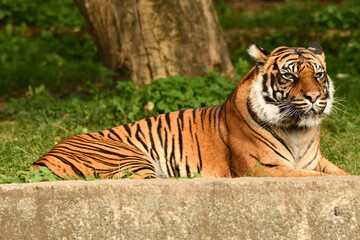Tygrys sumatrzański - Ratu z Warszawskiego Zoo © Pit75Wawa
