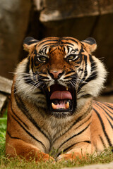 Tygrys sumatrzański - Ratu z Warszawskiego Zoo © Pit75Wawa
