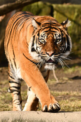 Tygrys sumatrzański - Ratu z Warszawskiego Zoo © Pit75Wawa