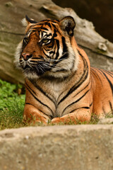 Tygrys sumatrzański - Ratu z Warszawskiego Zoo © Pit75Wawa