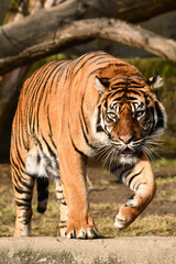 Tygrys sumatrzański - Ratu z Warszawskiego Zoo © Pit75Wawa
