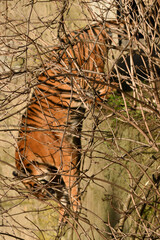 Tygrys sumatrzański - Ratu z Warszawskiego Zoo © Pit75Wawa