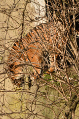 Tygrys sumatrzański - Ratu z Warszawskiego Zoo © Pit75Wawa