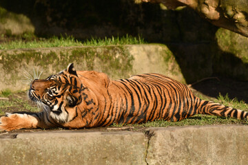 Tygrys sumatrzański - Ratu z Warszawskiego Zoo © Pit75Wawa