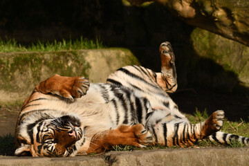 Tygrys sumatrzański - Ratu z Warszawskiego Zoo © Pit75Wawa