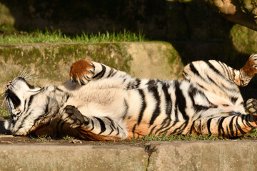 Tygrys sumatrzański - Ratu z Warszawskiego Zoo