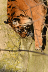 Tygrys sumatrzański - Ratu z Warszawskiego Zoo © Pit75Wawa