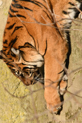 Tygrys sumatrzański - Ratu z Warszawskiego Zoo © Pit75Wawa