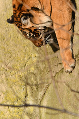 Tygrys sumatrzański - Ratu z Warszawskiego Zoo © Pit75Wawa