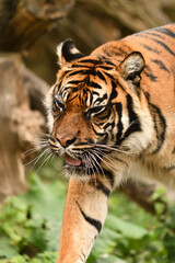 Tygrys sumatrzański - Ratu z Warszawskiego Zoo © Pit75Wawa