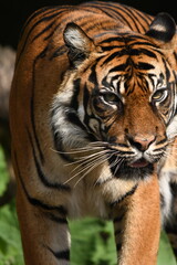 Tygrys sumatrzański - Ratu z Warszawskiego Zoo © Pit75Wawa