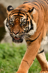 Tygrys sumatrzański - Ratu z Warszawskiego Zoo © Pit75Wawa