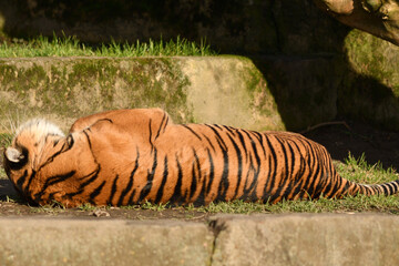 Tygrys sumatrzański - Ratu z Warszawskiego Zoo © Pit75Wawa