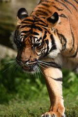Tygrys sumatrzański - Ratu z Warszawskiego Zoo © Pit75Wawa