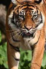 Tygrys sumatrzański - Ratu z Warszawskiego Zoo © Pit75Wawa