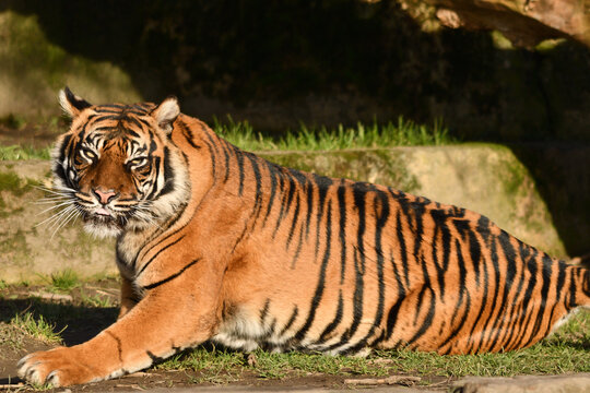 Tygrys sumatrzański - Ratu z Warszawskiego Zoo
