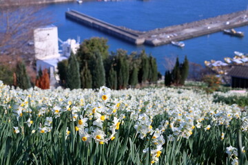 斜面に咲き誇る水仙　（愛媛県　伊予市　日本水仙花開道）