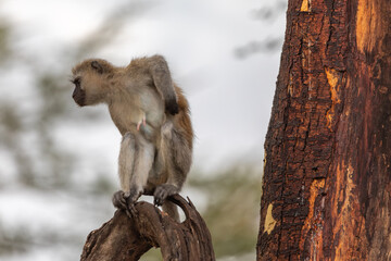 Vervet Monkey Perched on a Tree Branch and Scratching an Itch, Lake Manyara National Park, Arusha, Tanzania, Africa