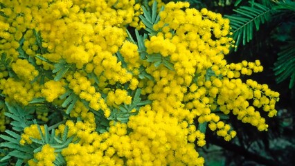 A combination of yellow and green on a black background. The vibrant colors of mimosa flowers create feelings of happiness and optimism.