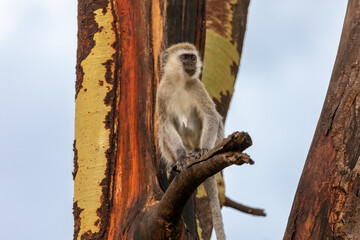 Vervet Monkey on the Branch of a Tree with Yellow and Red Bark in Lake Manyara National Park, Arusha, Tanzania, Africa