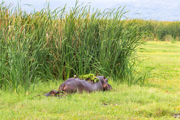 Hippo Grazing in the Tall Swamp Grass with Baby Hippo in Lake Manyara National Park, Arusha, Tanzania, Africa