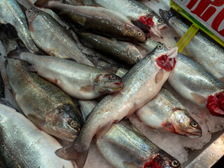 Obraz premium fresh trout at the fishmonger, close-up trout fish,