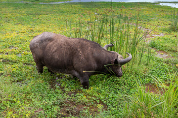 Closeup of African Cape Buffalo Grazing in Tall Grass Swamp in Lake Manyara National Park, Arusha, Tanzania, Africa - 746107295