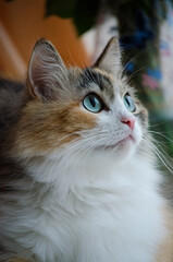 Fototapeta premium Cat