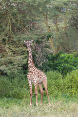 Masai Giraffe Standing Alone in a Forested Area, Lake Manyara National Park, Tanzania, Africa