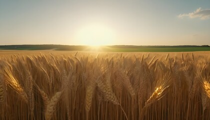 Obraz premium Sunset on a wheat field, cloudy sky