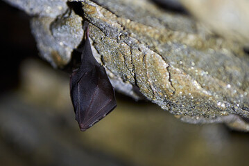 Lesser horseshoe bat hanging in a cave (Rhinolophus hipposideros)