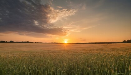 Sunset on a wheat field, cloudy sky