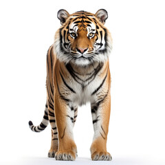 Obraz premium photo tiger on a white background сreated with Generative Ai