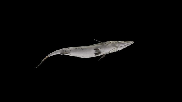 4k Barracuda fish floating rendering on alpha channel, included at the end of the clip with Alpha matte, 3D Barracuda fish Swimming bottom view loop Animation on alpha matte, fish with a slender body