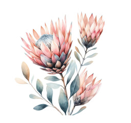 Protea boho flower isolated on transparent background. watercolor illustration