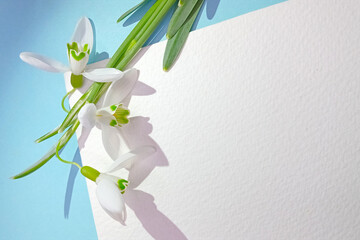 Creative layout. White snowdrop flowers on light blue background with paper card note. Flat lay. Spring nature floral concept. Copy space. Minimal composition. Creative concept with copy space.