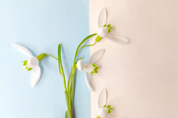 Creative layout. White snowdrop flowers on light blue and white background. Flat lay. Spring nature floral concept. Copy space. Minimal composition. Creative concept with copy space.