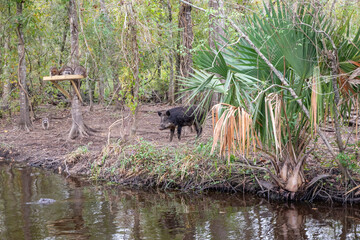 A Wild Pig Eyeing an Alligator in the Water as Three Raccoons Watch From a Platform in a Nearby Tree, Maurepas Swamp, Louisiana, Cajun Country - 746109072