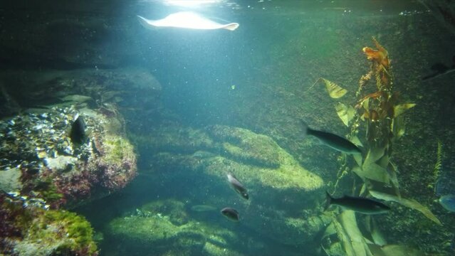 aquarium