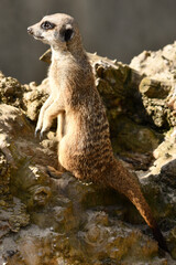 Surykatki z Zoo Warszawa © Pit75Wawa