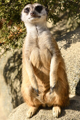 Surykatki z Zoo Warszawa © Pit75Wawa