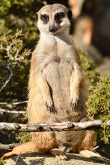 Surykatki z Zoo Warszawa © Pit75Wawa