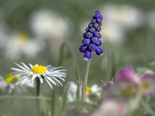 Traubenhyazinthe (Muscari)