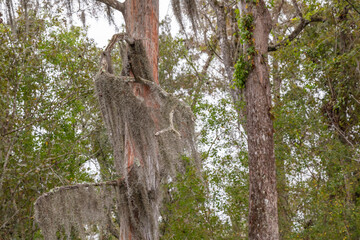 Spanish Moss Hanging From Trees in Maurepas Swamp, Louisiana
