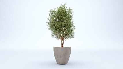 olive tree in the pot isolated on white background.