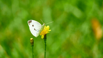 beautiful butterfly sits on the wildflowers. general plan. color