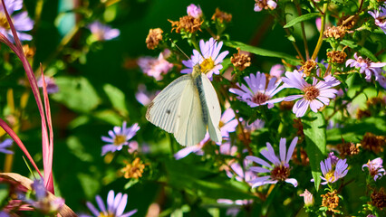 beautiful butterfly sits on the wildflowers. general plan. color