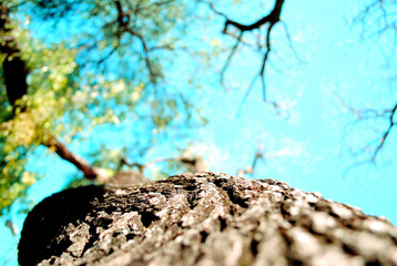 Tree texture branchs and blue sky