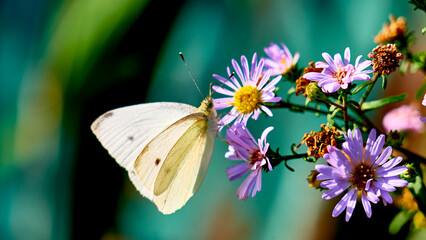 beautiful butterfly sits on the wildflowers. general plan. color